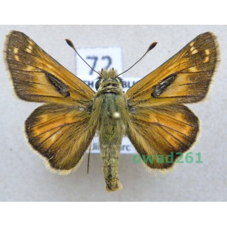Hesperia comma (Linnaeus, 1758) Czech72